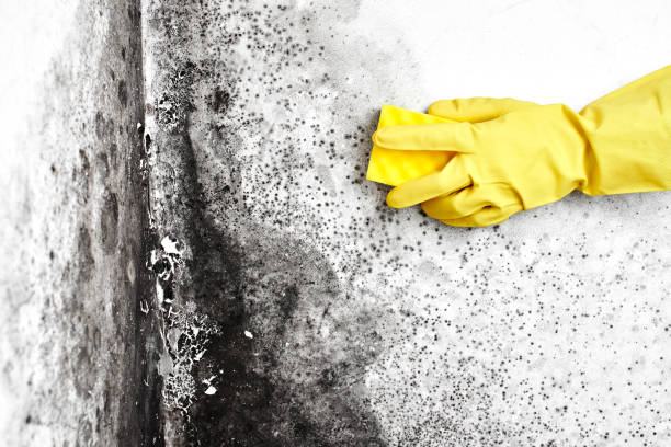 Mold Odor Removal Services in Milton, WI