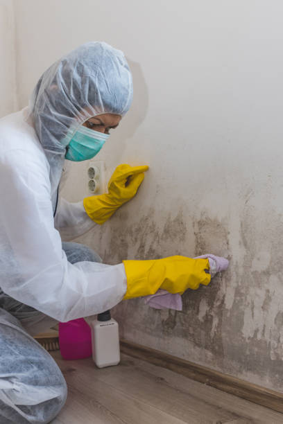 Best Comprehensive Air Testing for Mold Contaminants  in Milton, WI